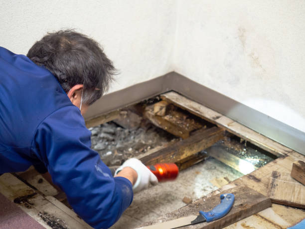 Best Fast Mold Removal  in Minier, IL