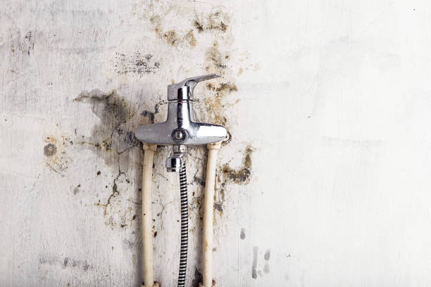 Best Mold Removal Company Near Me  in Minier, IL