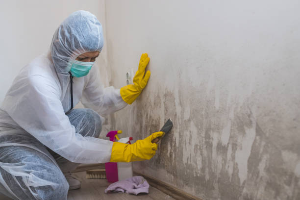 Best Emergency Mold Removal  in Minier, IL