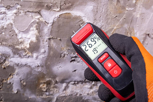 Best Mold Damage Repair  in Minier, IL