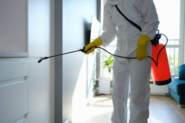 Best Fast Mold Removal  in Minier, IL