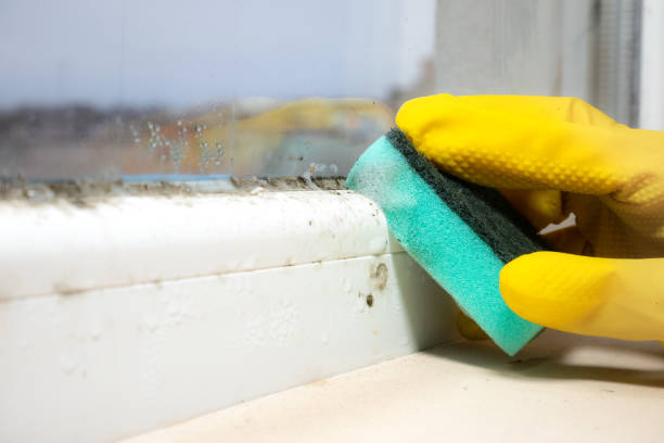 Best Mold Remediation Services  in Minier, IL