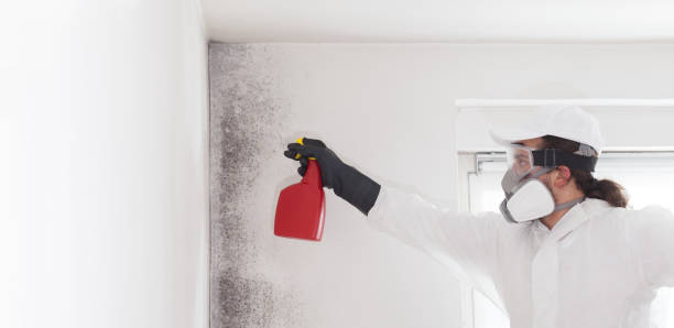 Home Mold Removal in Minier, IL