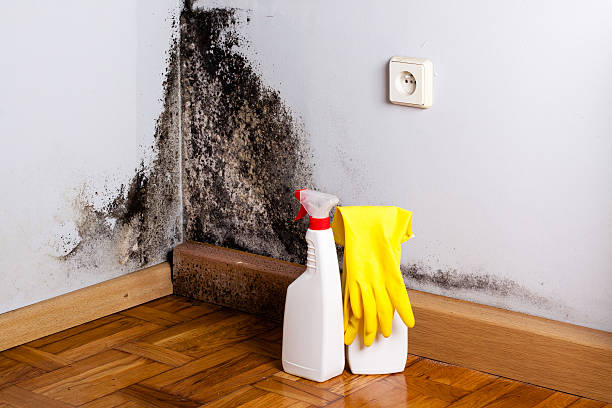 Reliable Minier, IL Mold Removal Solutions