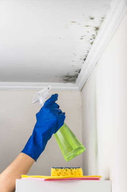 Best Mold Remediation  in Minier, IL